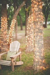 trees wrapped in fairy lights