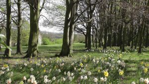 woodland with trees and flowers